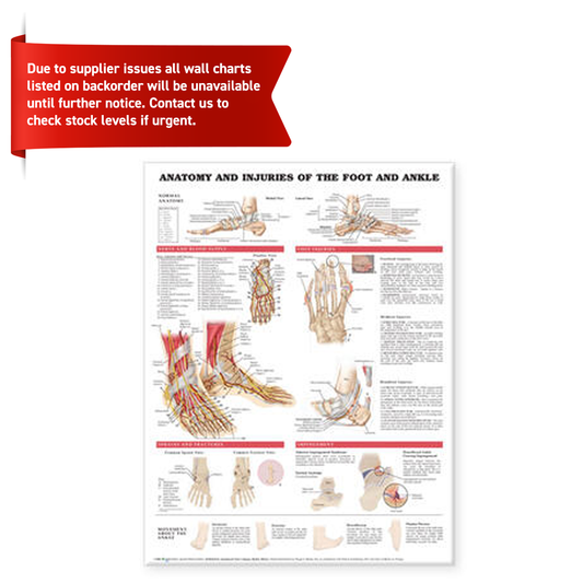Anatomy and Injuries of the Foot and Ankle