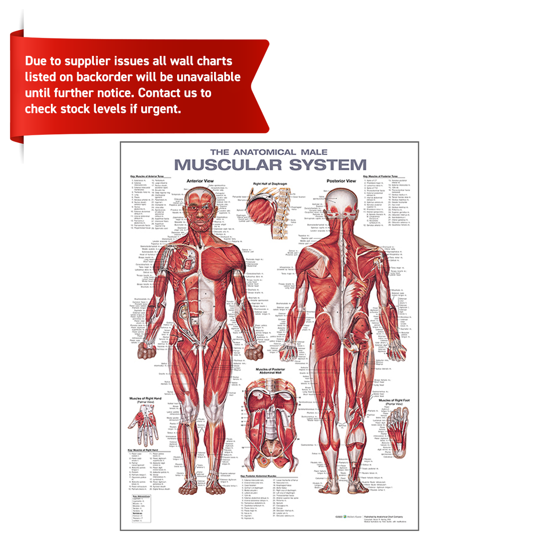 Male Muscular System Anatomical Chart