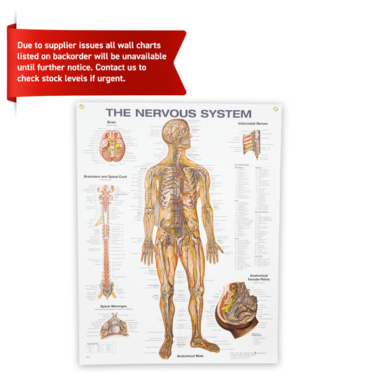 The Nervous System Anatomical Chart