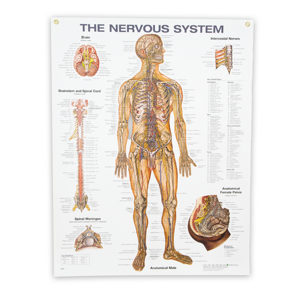 Nervous System Anatomical Chart — Laminated 20