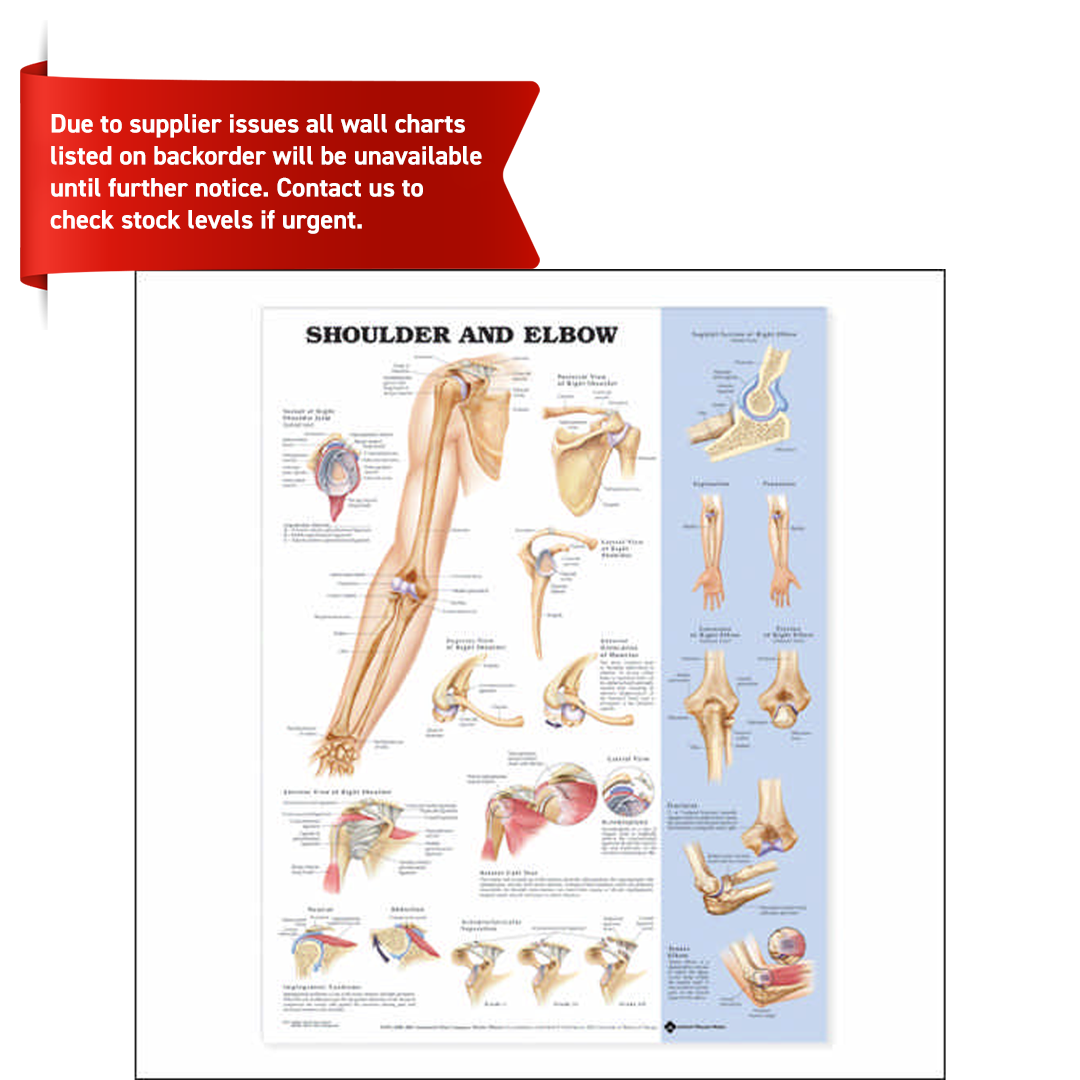 Shoulder and Elbow Anatomical Chart