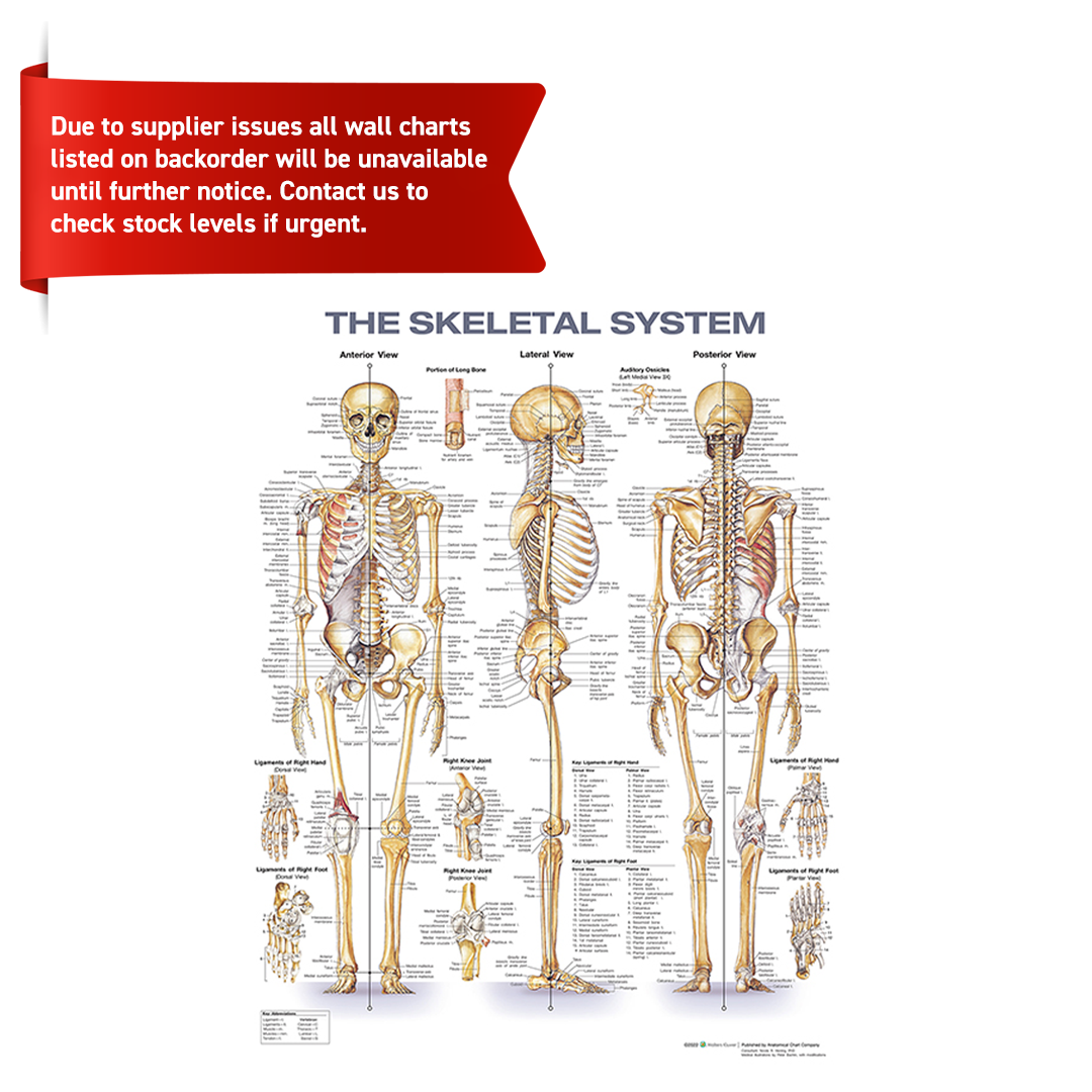 The Skeletal System Anatomical Chart