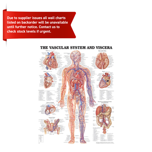 The Vascular System Chart
