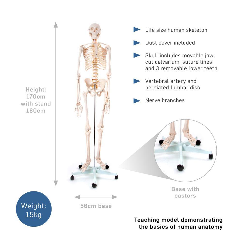 Realistic Human Skeleton Model on Stand 170cm - Anatomical Teaching Aid for Healthcare & Education