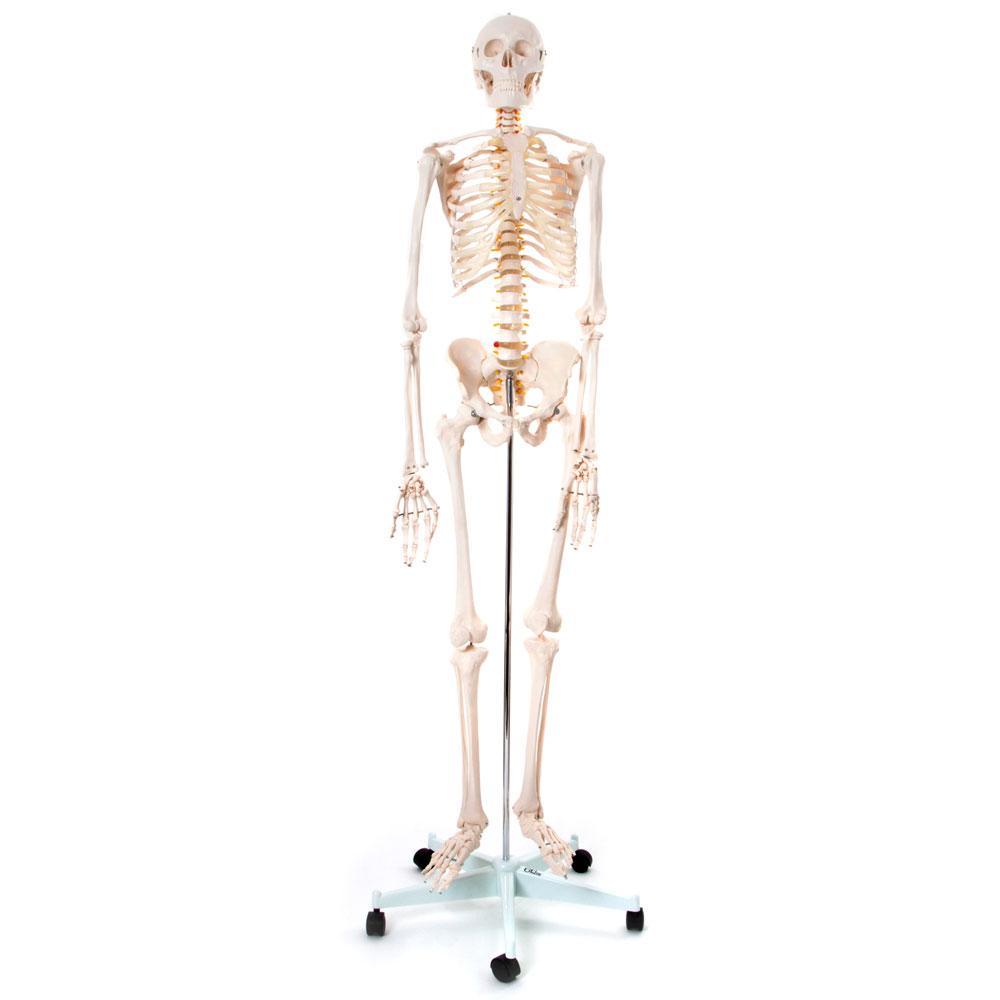 Realistic Human Skeleton Model on Stand 170cm - Anatomical Teaching Aid for Healthcare & Education