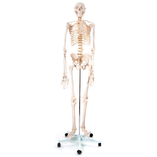 Realistic Human Skeleton Model on Stand 170cm - Anatomical Teaching Aid for Healthcare & Education