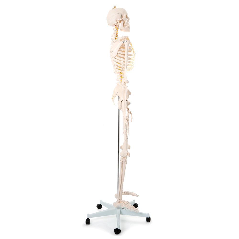Realistic Human Skeleton Model on Stand 170cm - Anatomical Teaching Aid for Healthcare & Education