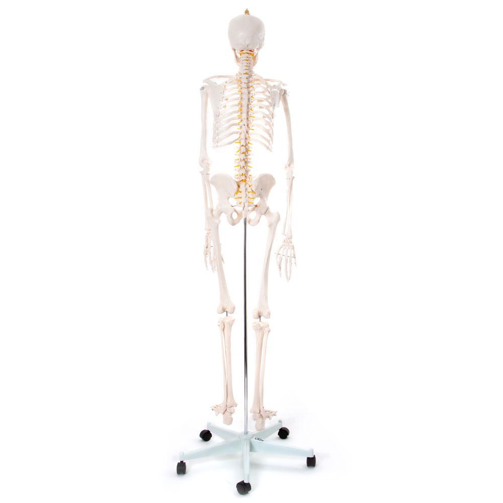 Realistic Human Skeleton Model on Stand 170cm - Anatomical Teaching Aid for Healthcare & Education