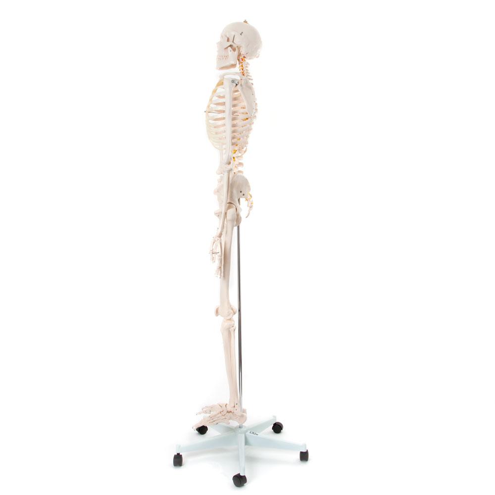 Realistic Human Skeleton Model on Stand 170cm - Anatomical Teaching Aid for Healthcare & Education