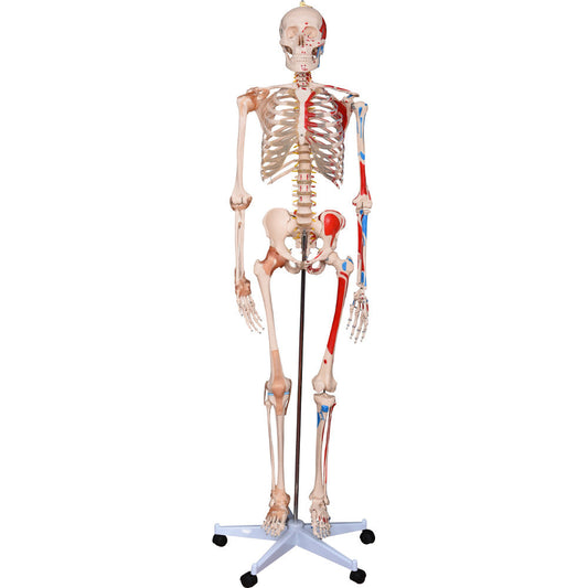 Life-Size 180cm Human Skeleton Model with Numbered Muscles & Ligaments for Medical Education