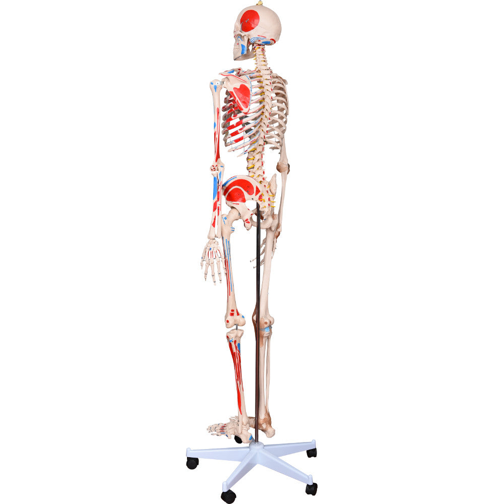Life-Size 180cm Human Skeleton Model with Numbered Muscles & Ligaments for Medical Education