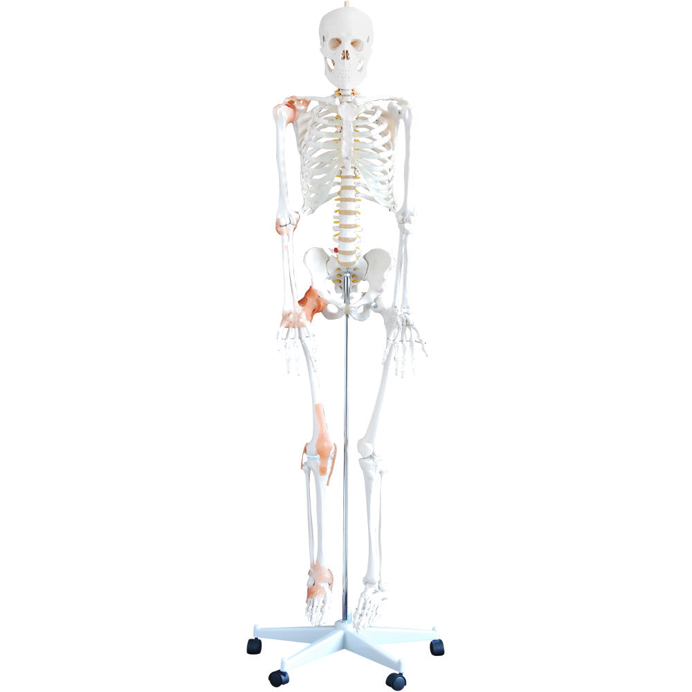 Life-Size 180cm Tall Human Skeleton Model with Ligaments - Anatomical Learning Tool