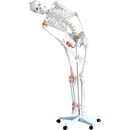 Life-Size 180cm Tall Human Skeleton Model with Ligaments - Anatomical Learning Tool
