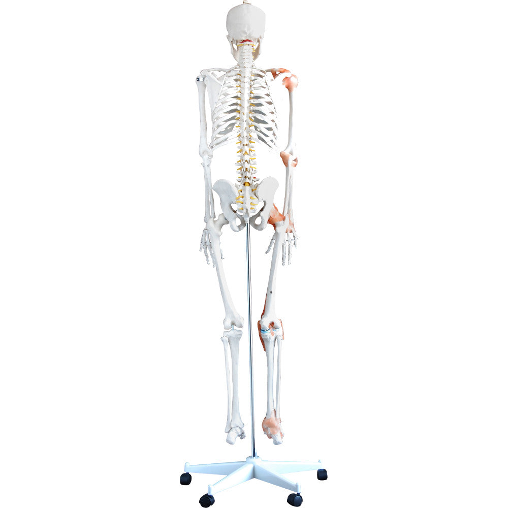 Life-Size 180cm Tall Human Skeleton Model with Ligaments - Anatomical Learning Tool