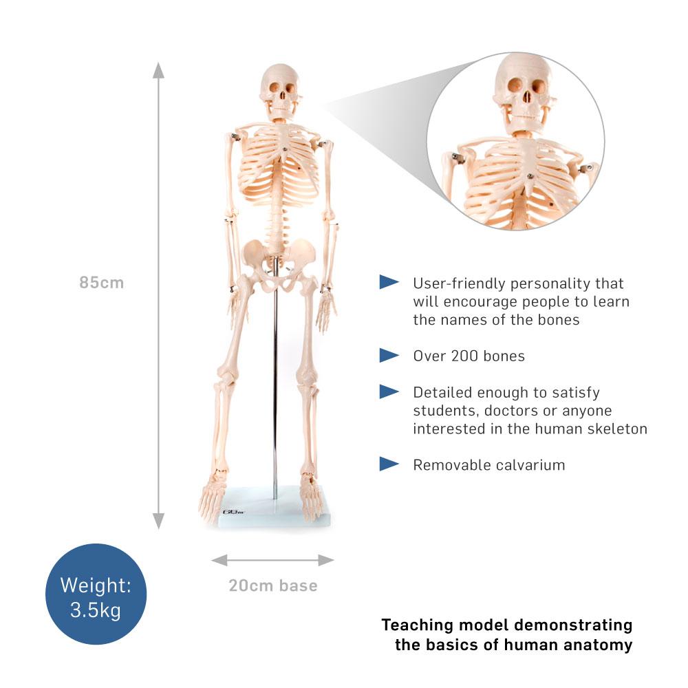 Anatomical Skeleton Model 85cm - Educational PVC Design