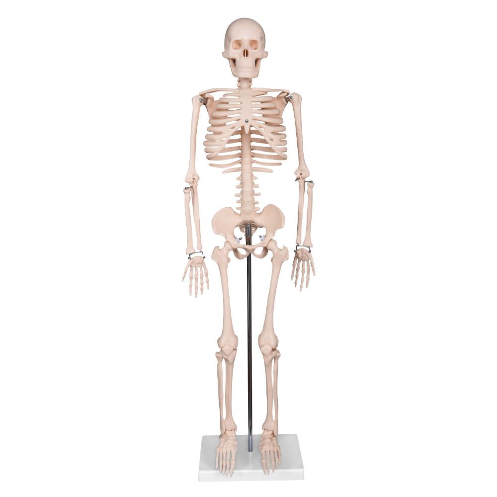 Anatomical Skeleton Model 85cm - Educational PVC Design