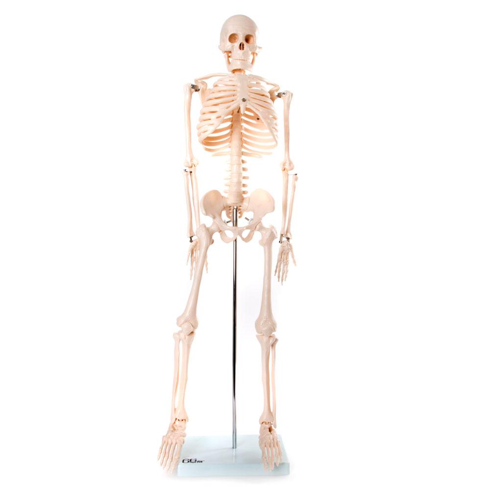 Anatomical Skeleton Model 85cm - Educational PVC Design