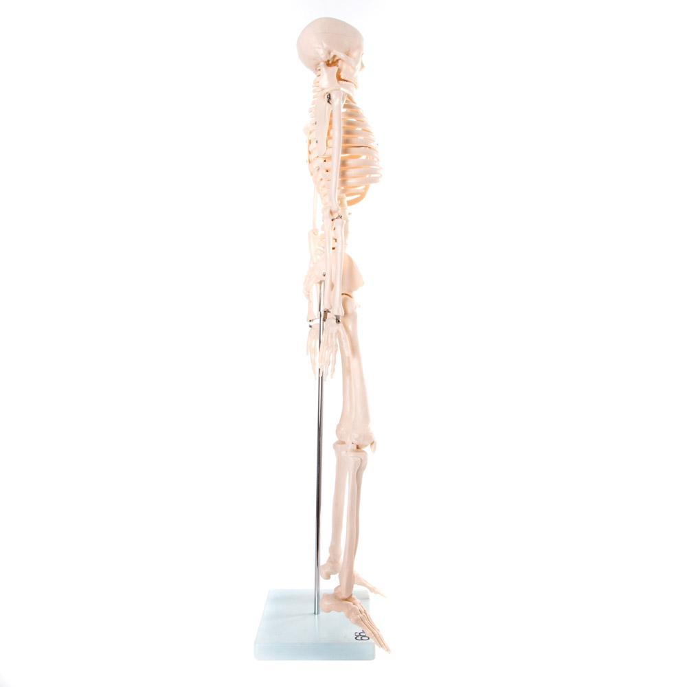Anatomical Skeleton Model 85cm - Educational PVC Design