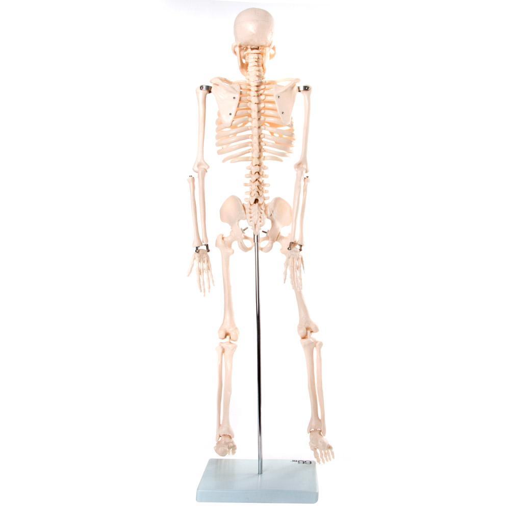 Anatomical Skeleton Model 85cm - Educational PVC Design