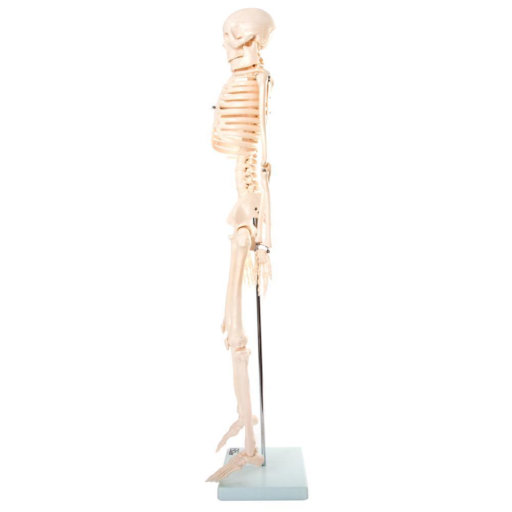 Anatomical Skeleton Model 85cm - Educational PVC Design