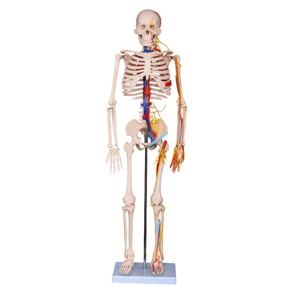 Skeleton Model with Nerves and Blood Vessels - 85cm