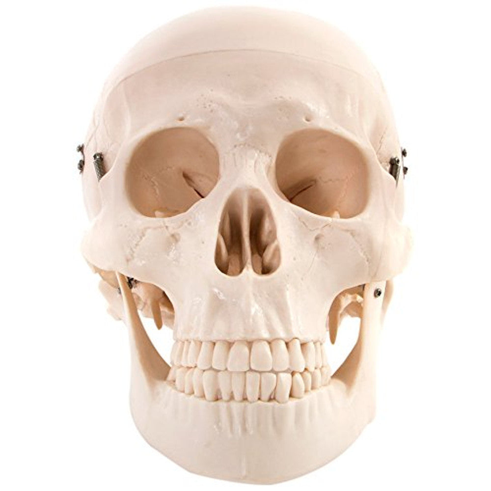 Life Size Human Skull with 8 Part Brain Anatomical Model