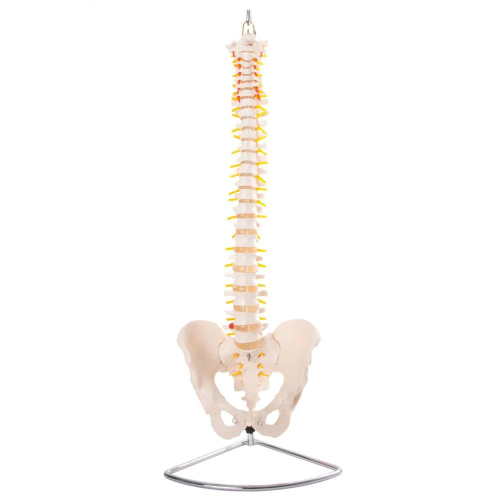 Flexible Spine Model with Pelvis and Stand
