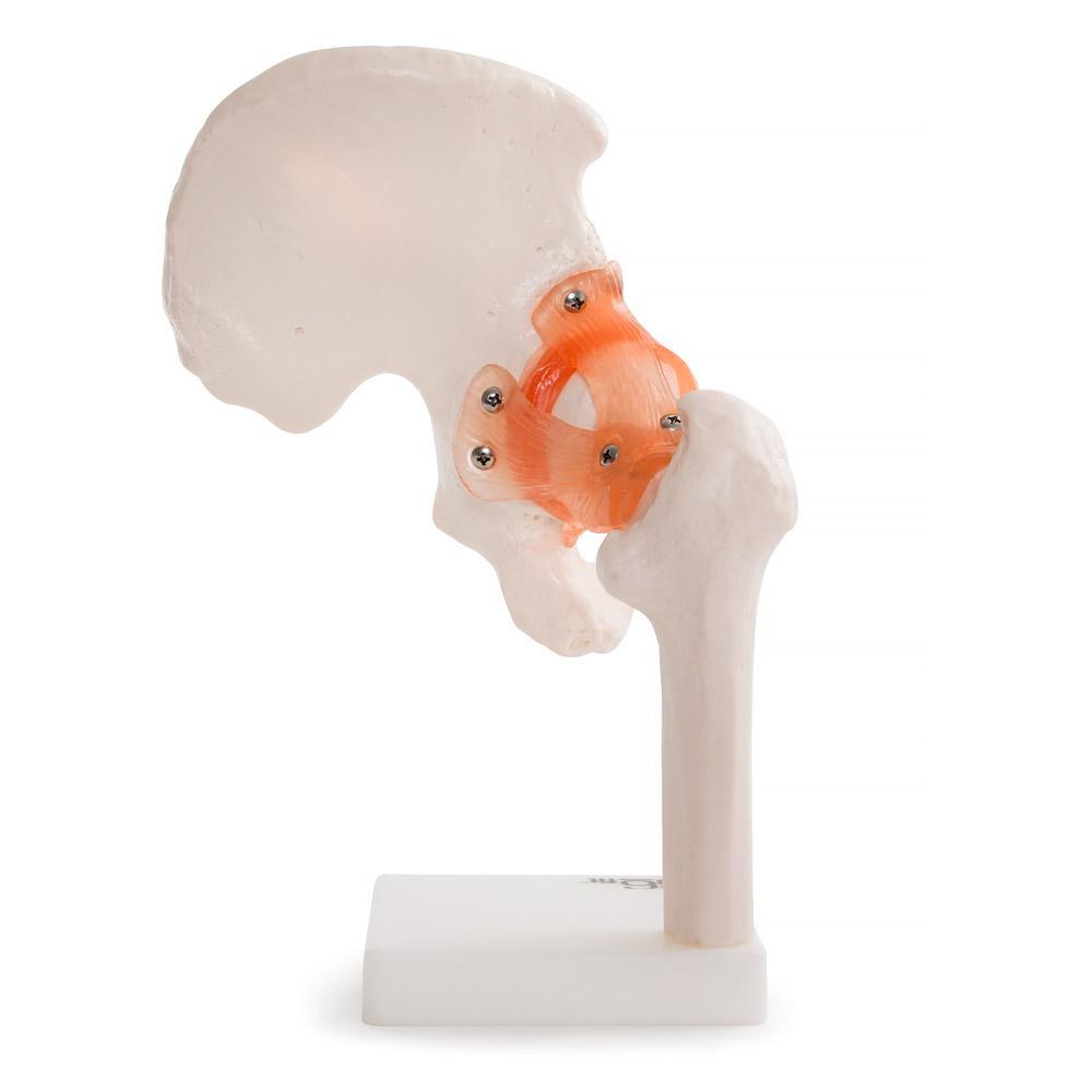 66fit Human Hip Joint Anatomical Model