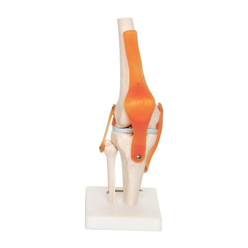 Human Knee Joint Anatomical Model with Flexible Ligaments