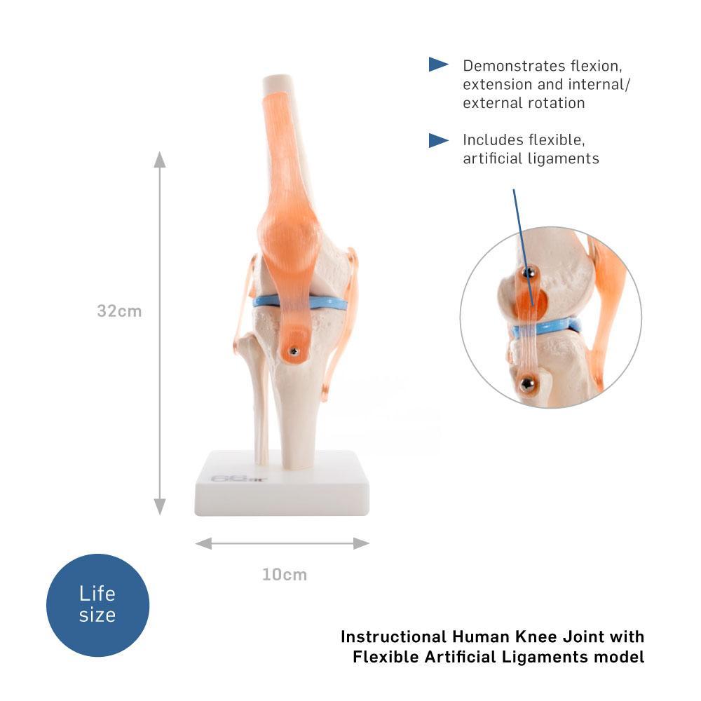 Human Knee Joint Anatomical Model with Flexible Ligaments