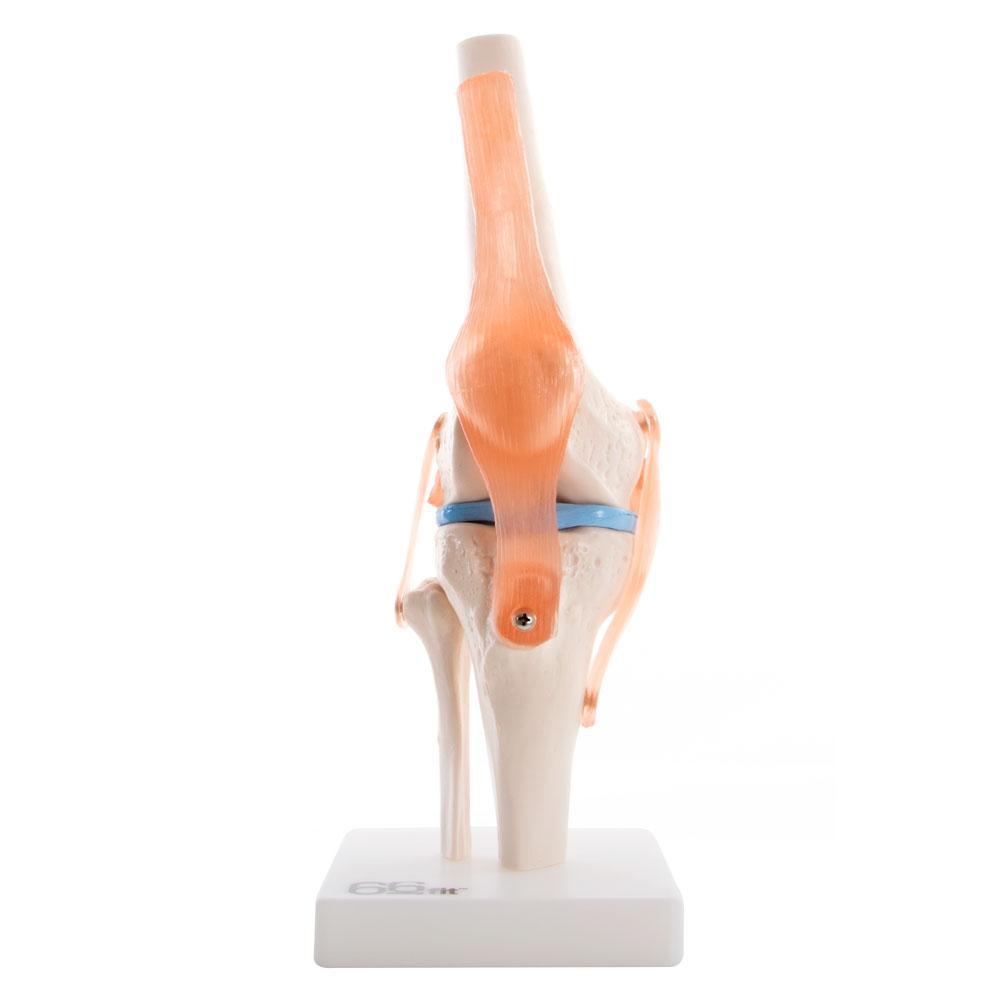 Human Knee Joint Anatomical Model with Flexible Ligaments