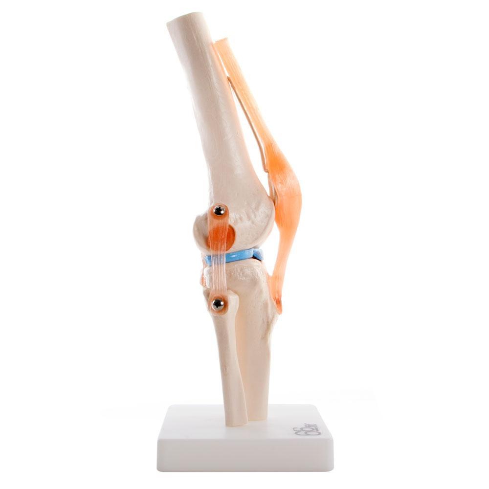 Human Knee Joint Anatomical Model with Flexible Ligaments