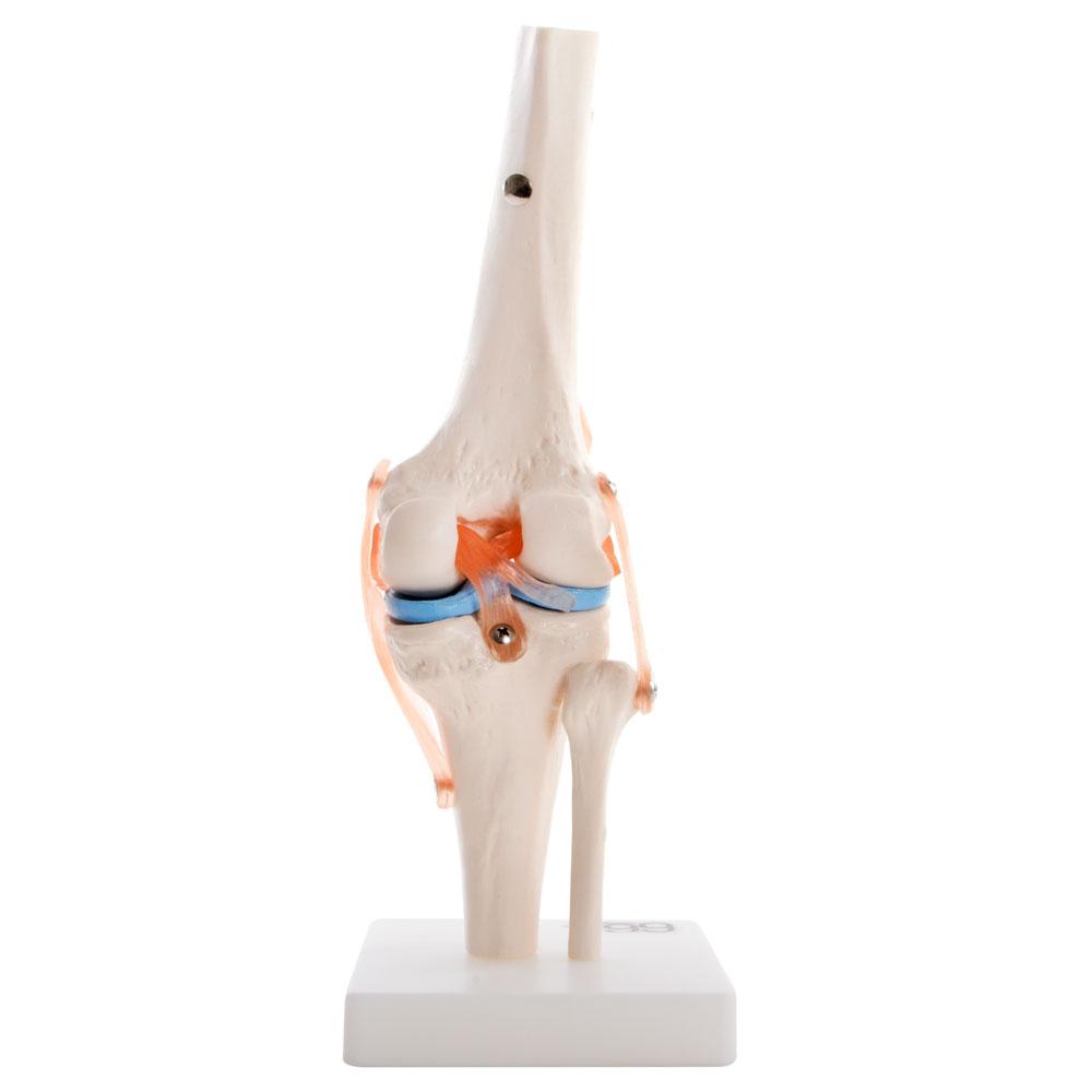 Human Knee Joint Anatomical Model with Flexible Ligaments