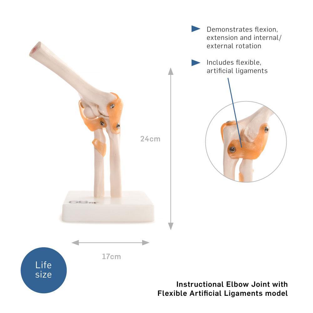 Elbow Joint Anatomical Model for Educational Use