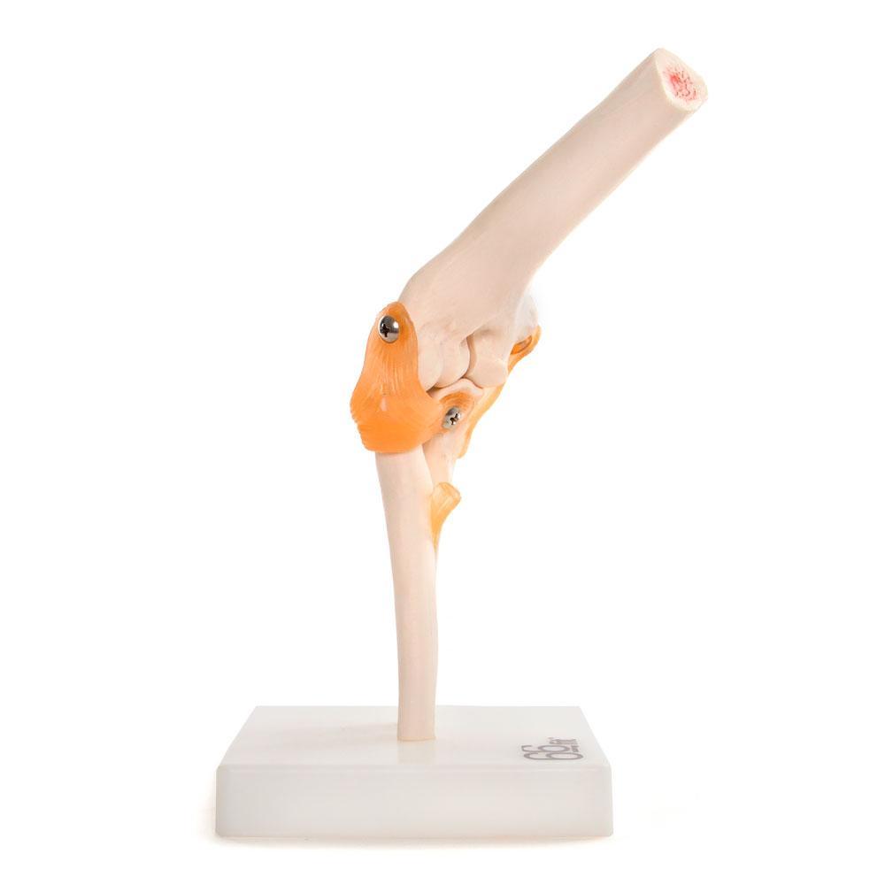 Elbow Joint Anatomical Model for Educational Use