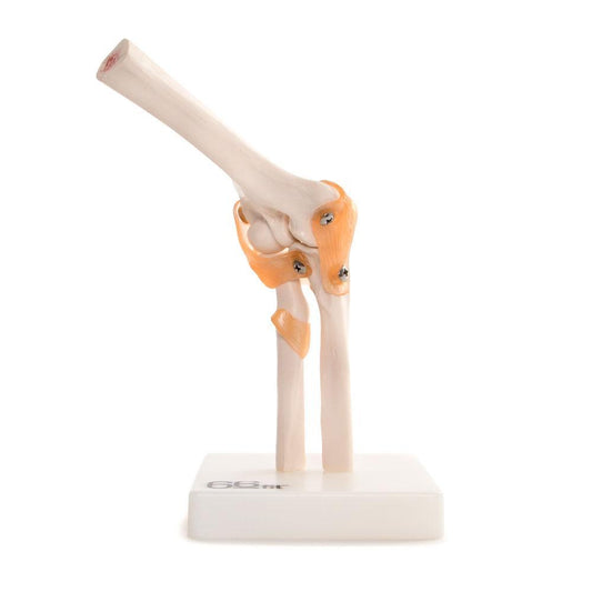 Elbow Joint Anatomical Model for Educational Use