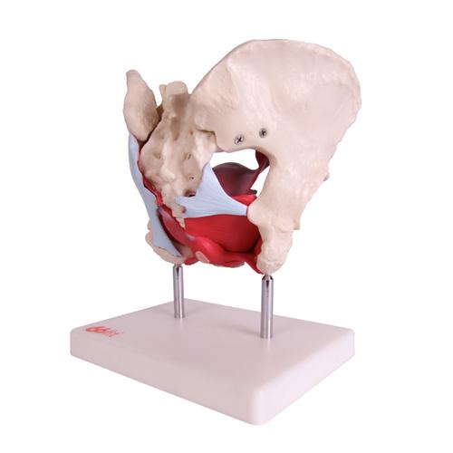 Female Pelvic Muscles and Organ Anatomical Model