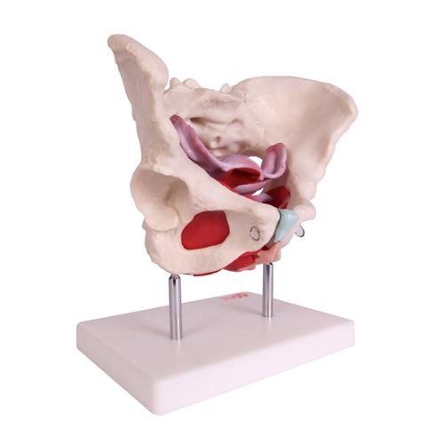 Female Pelvic Muscles and Organ Anatomical Model