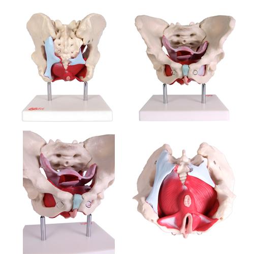 Female Pelvic Muscles and Organ Anatomical Model