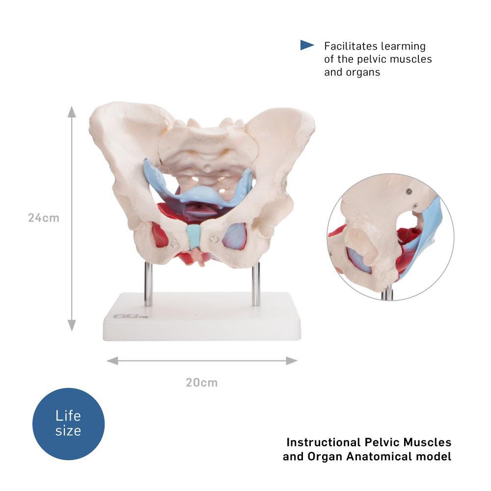 Female Pelvic Muscles and Organ Anatomical Model