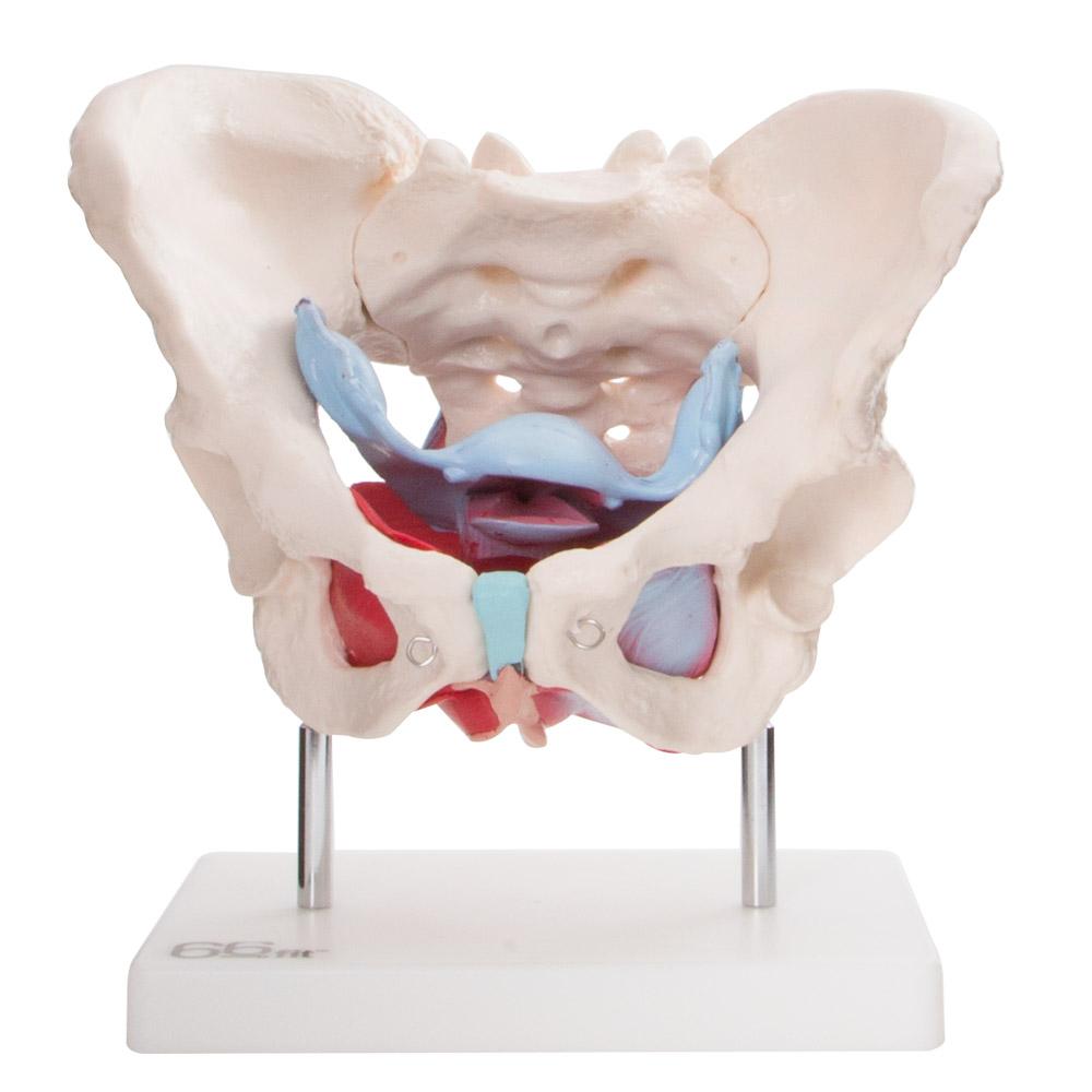 Female Pelvic Muscles and Organ Anatomical Model
