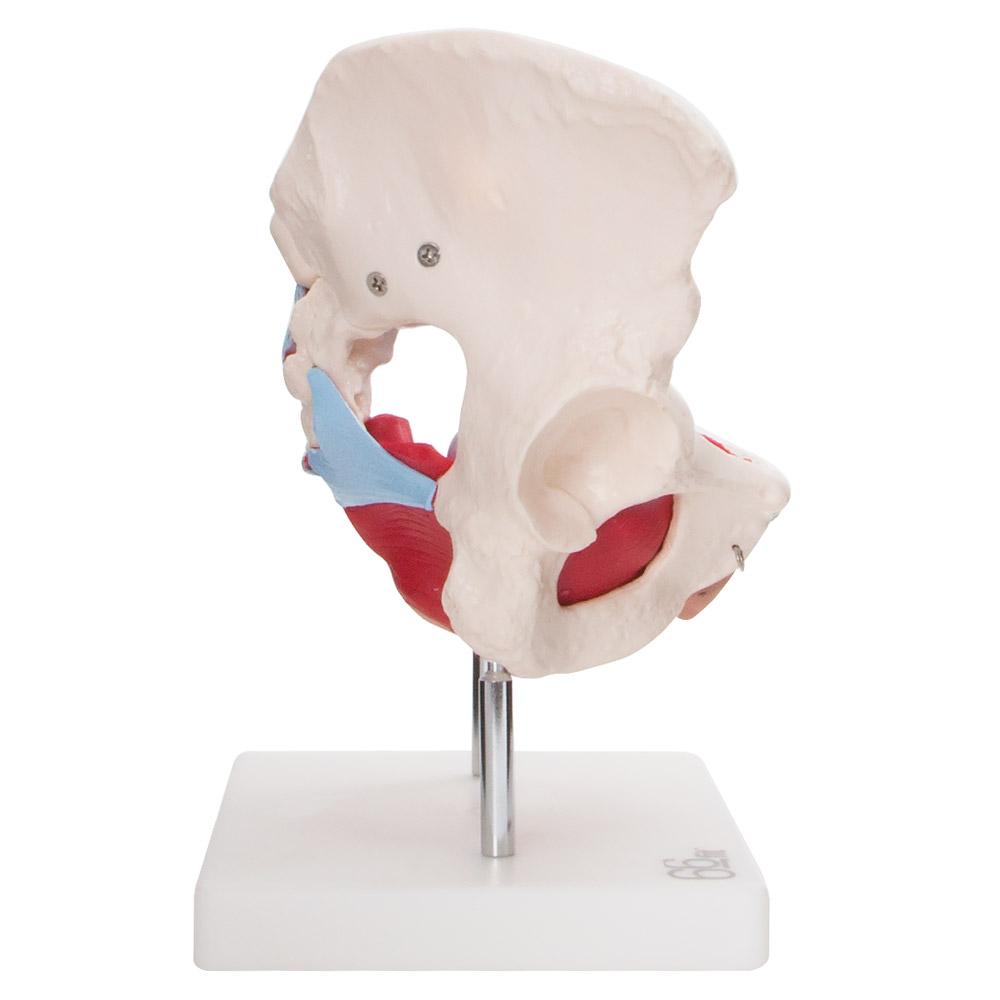 Female Pelvic Muscles and Organ Anatomical Model