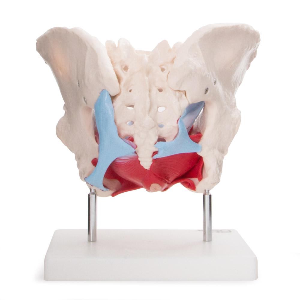 Female Pelvic Muscles and Organ Anatomical Model