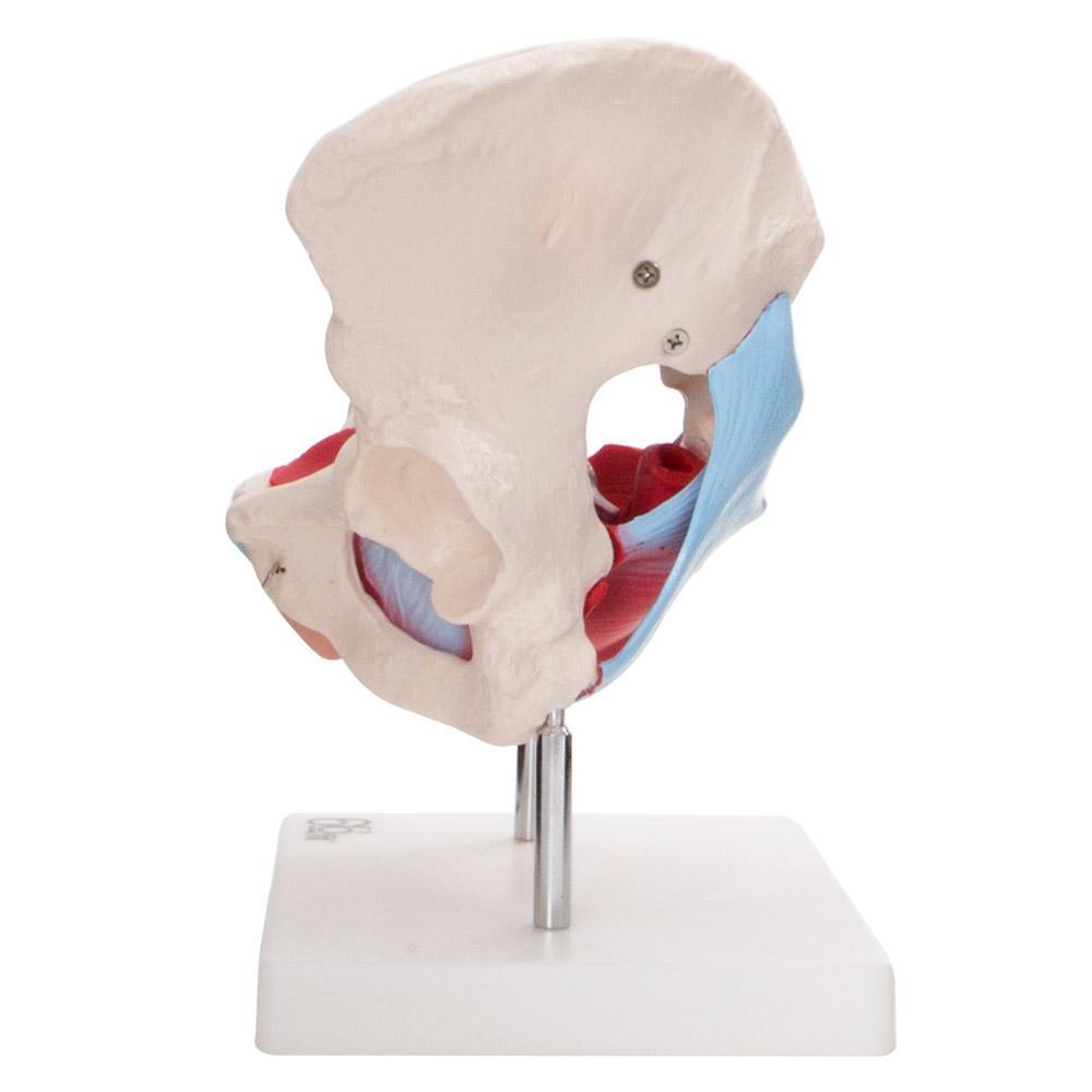 Female Pelvic Muscles and Organ Anatomical Model