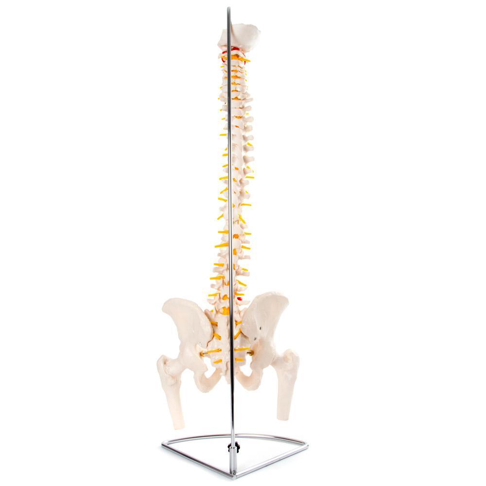 Flexible Vertebral Column with Pelvis - Ideal for Medical Education & Anatomy Teaching Aids