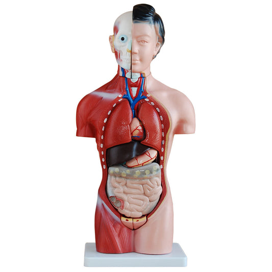 Female Torso Anatomical Model with 15 Parts - 42cm