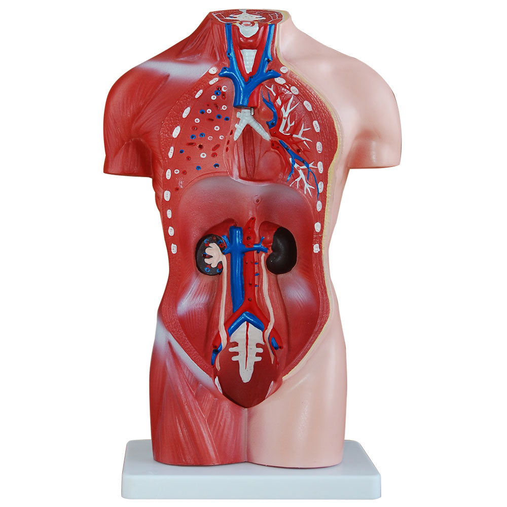 Female Torso Anatomical Model with 15 Parts - 42cm