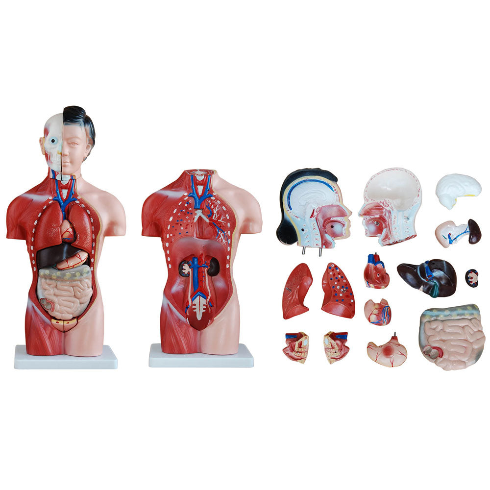 Female Torso Anatomical Model with 15 Parts - 42cm