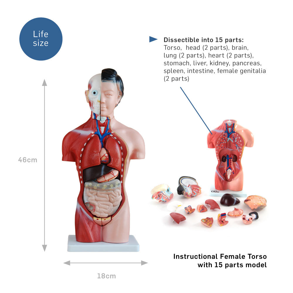 Female Torso Anatomical Model with 15 Parts - 42cm
