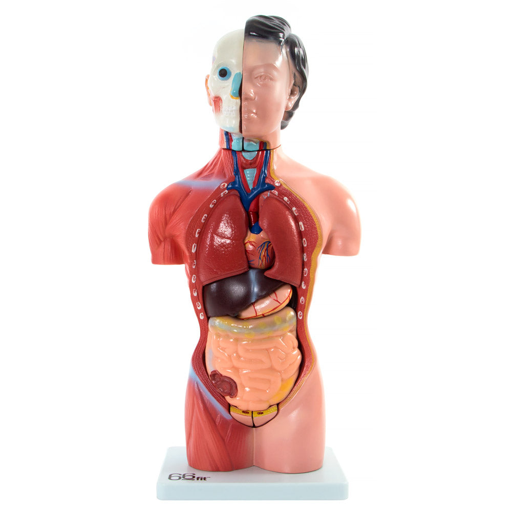 Female Torso Anatomical Model with 15 Parts - 42cm
